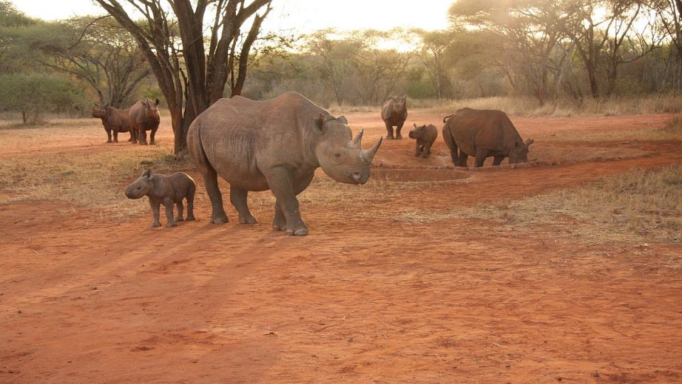 Eliška si v Tanzanii užívá velký výběh. I dalším nosorožcům ze Dvora Králové se v Africe daří
