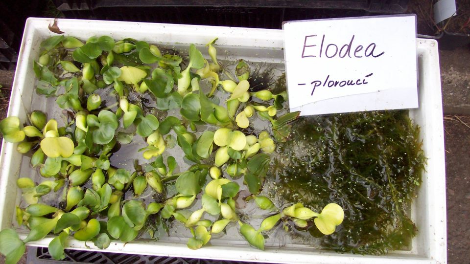 Vodní hyacint a Elodea