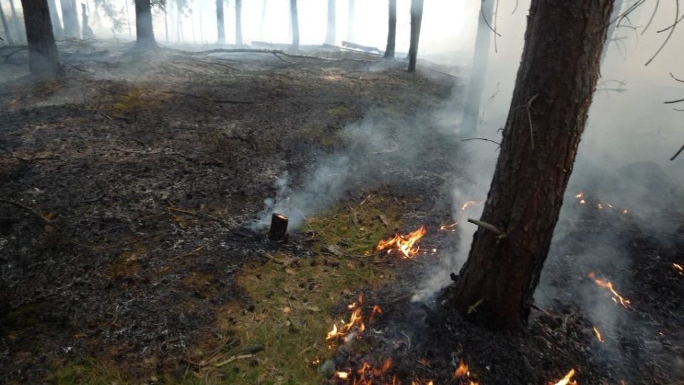 Požár v lesním porostu na Hruboskalsku