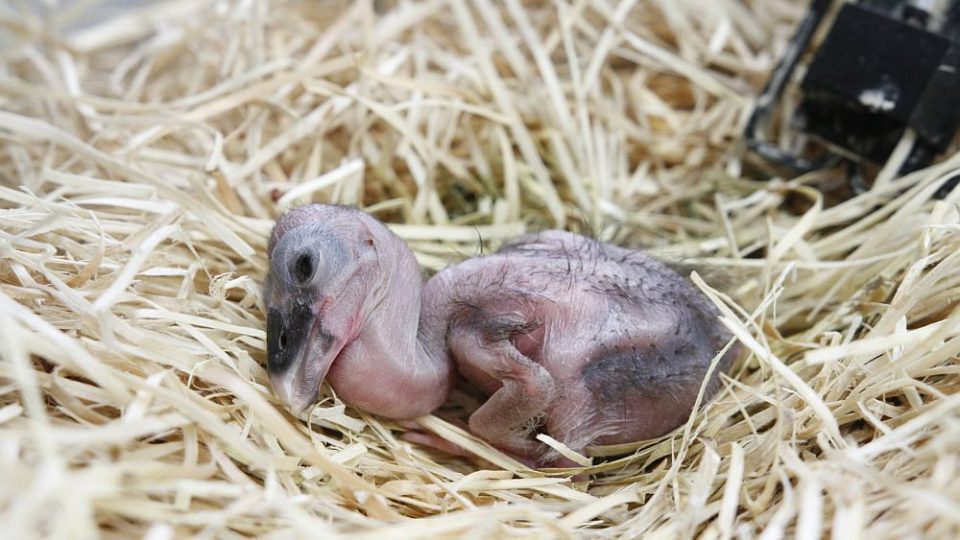 Mládě Zejozoba afrického v ZOO Dvůr Králové nad Labem