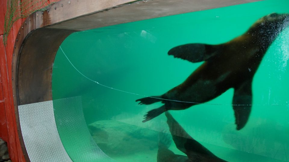 Prasklina na skle průhledu do bazénu lachtanů