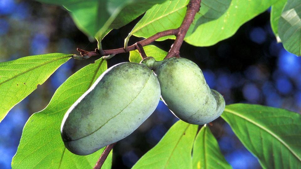 Asimina triloba, česky muďoul