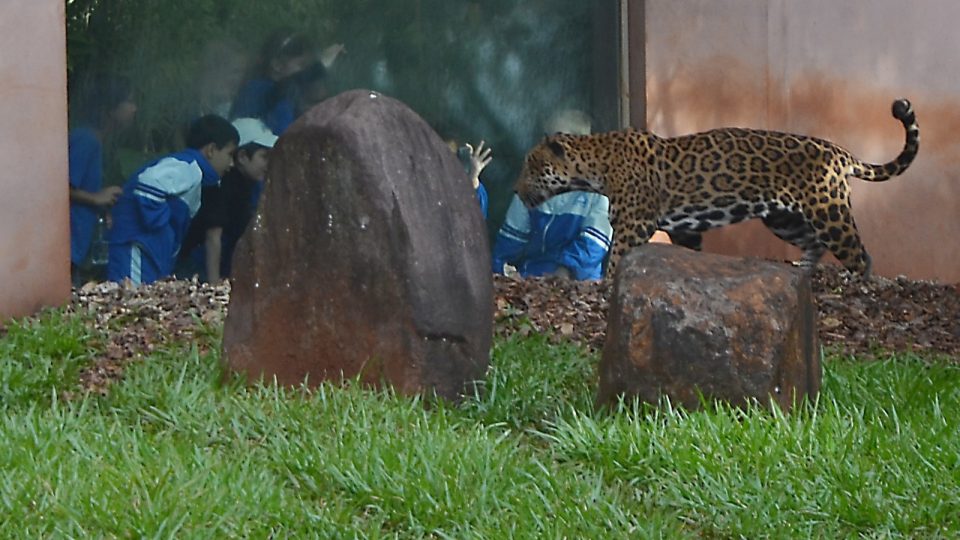 Jaguára už obdivují i dětští návštěvníci Biologického útočiště Bela Vista