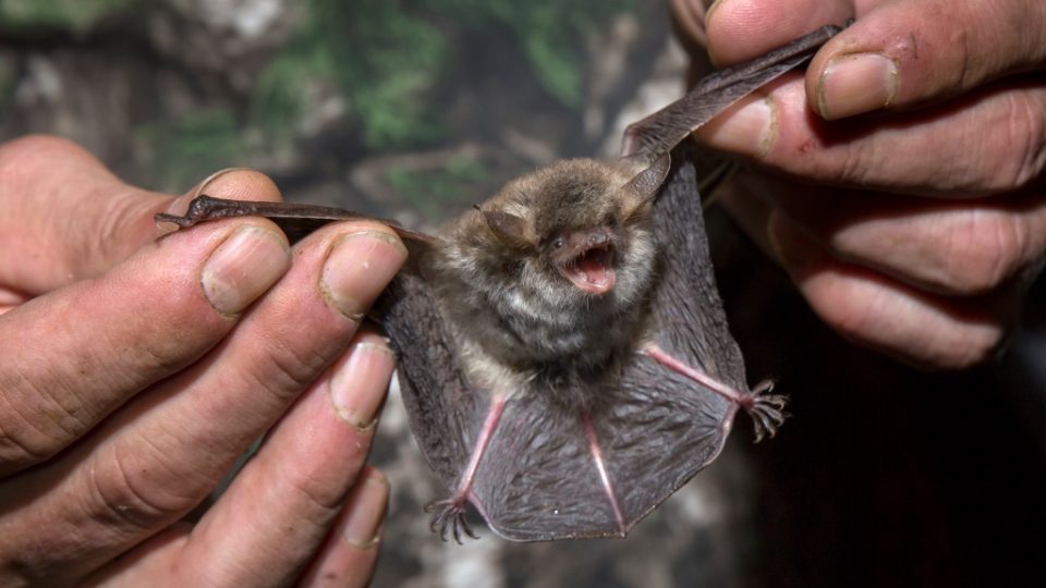 Netopýr srstnatý (Myotis nattereri)