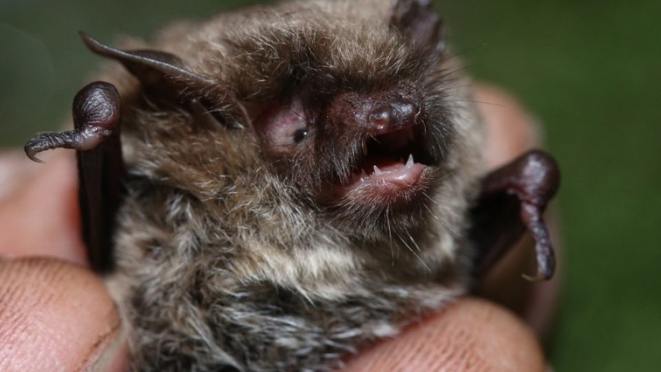 Netopýr alkathoe (Myotis alcathoe)