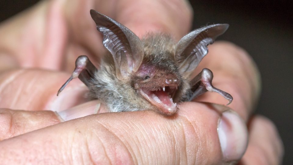 Netopýr velkouchý (Myotis bechsteinii)