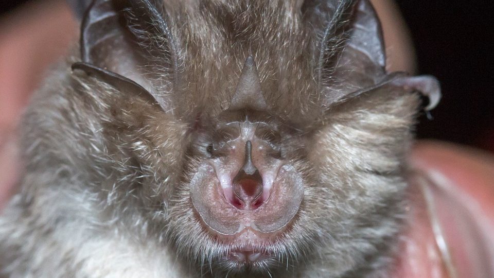 Vrápenec malý (Rhinolophus hipposideros)