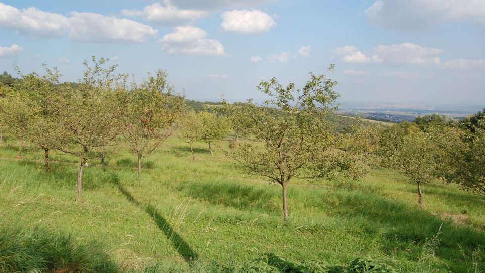 Stříbrnické paseky jsou zajímavou přírodní lokalitou nedaleko obce Stříbrnice u Uherského Hradiště ve Zlínském kraji