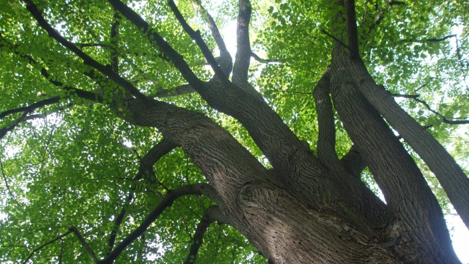 Lípa je obklopena dalšími vzrostlými stromy, a tak ji to nutí vytahovat se za světlem do výšky