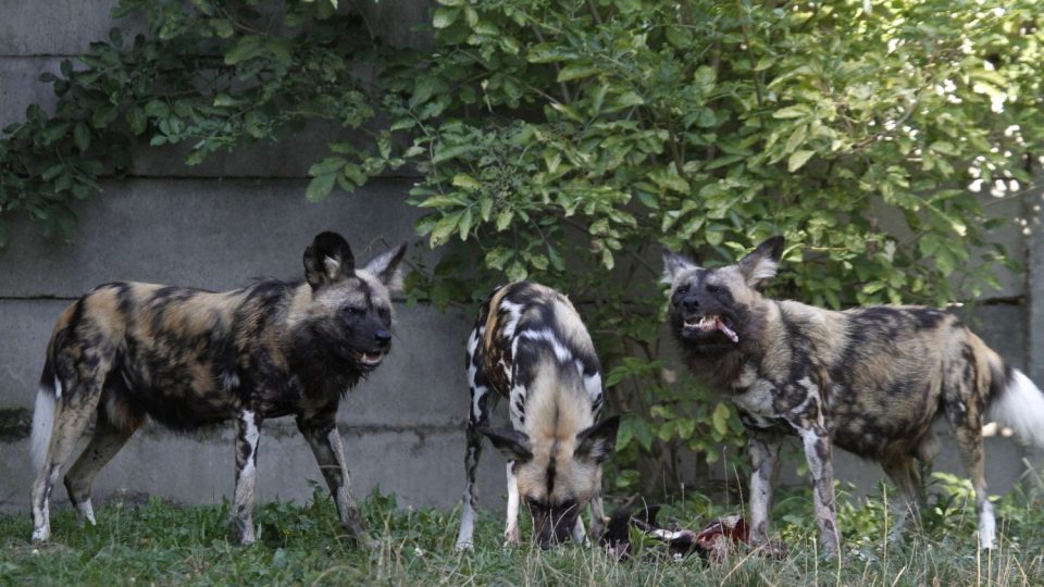 ZOO Dvůr Králové chce obnovit chov psů hyenových