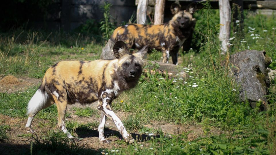 ZOO Dvůr Králové chce obnovit chov psů hyenových