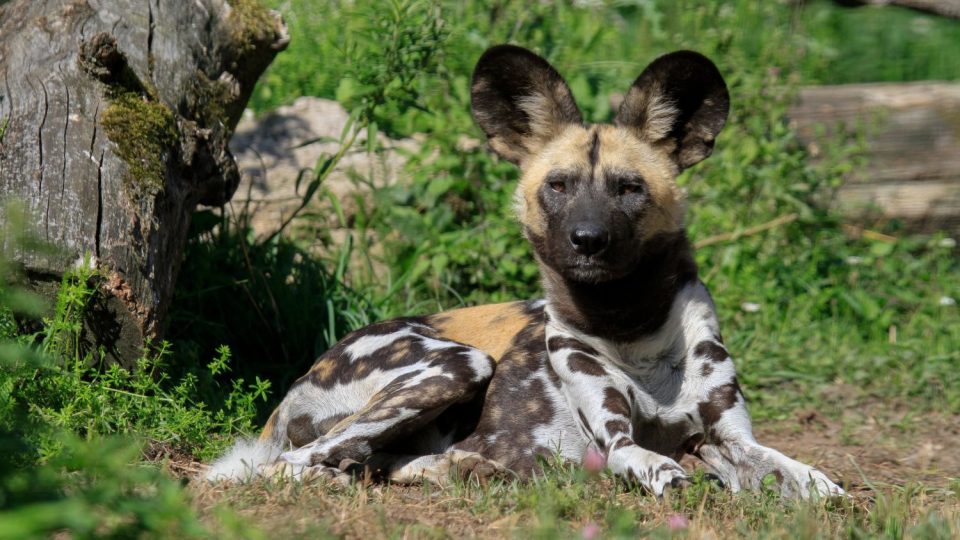 ZOO Dvůr Králové chce obnovit chov psů hyenových