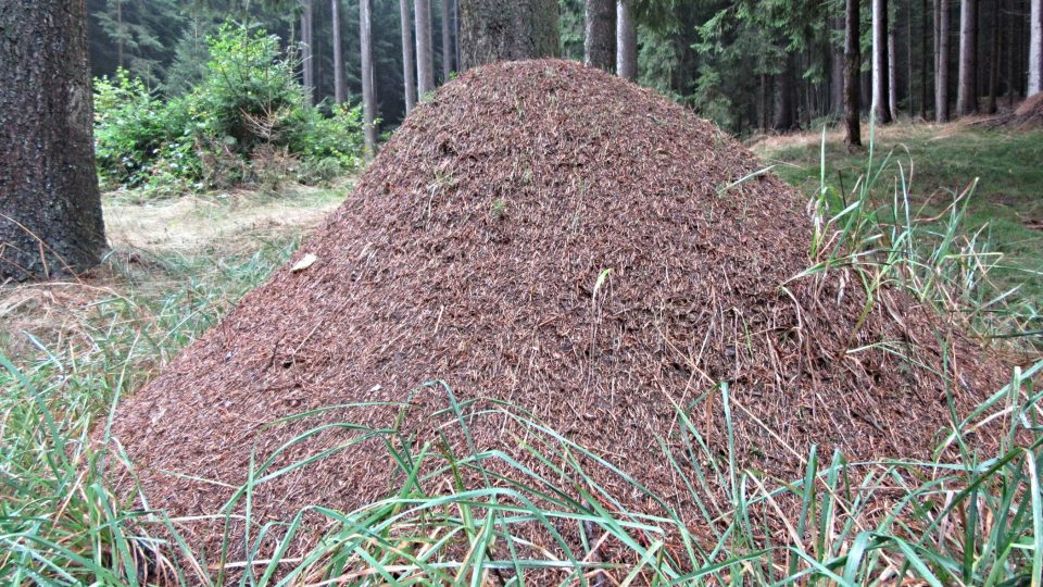 Mraveniště u Filipovy Hory je dokladem zdravého lesa