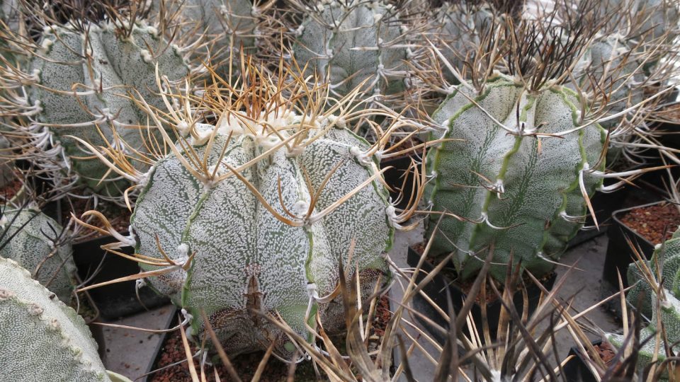 K nejoblíbenějším kaktusům Pavla Pavlíčka patří Astrophytum niveum, původem z Mexika