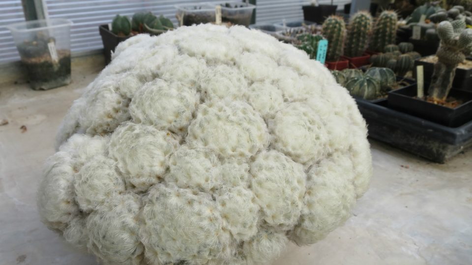 Kaktus Mammillaria plumosa by někomu mohl připomínat snad květák