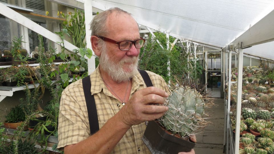 Kaktusář Pavel Pavlíček a jeho oblíbené Astrophytum niveum