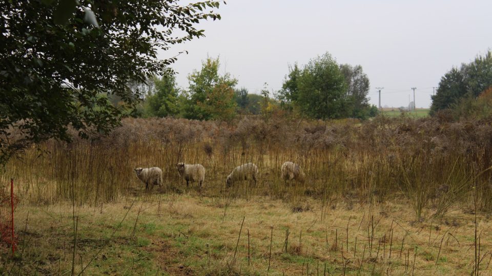 Ovce pasoucí se poblíž Sluneční hory