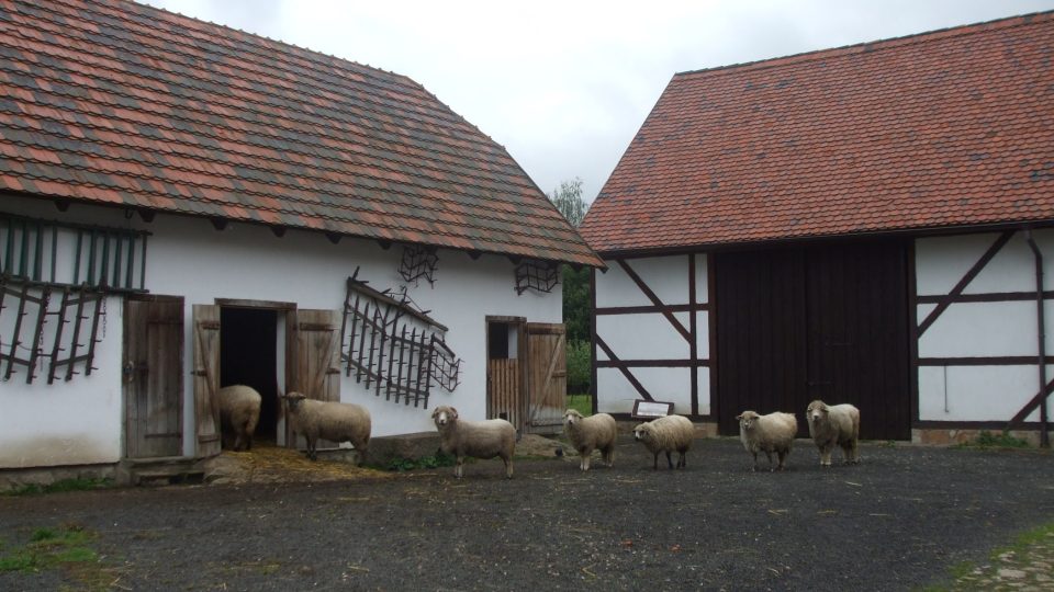 Součástí skanzenu jsou i živá zvířata – koně, ovce, slepice, holubi