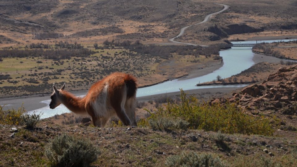 Místní fauna. Lama uprostřed parku, jehož část spálil lesní požár. A další podle strážců parku budou. Turistů přibývá