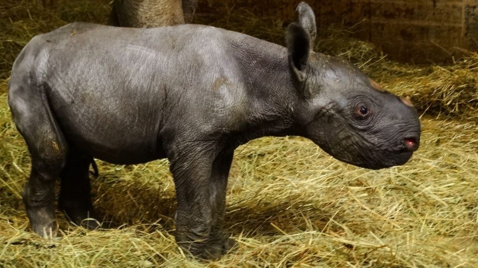 Konečně holka! V ZOO Dvůr Králové se letos narodilo už třetí mládě nosorožce dvourohého