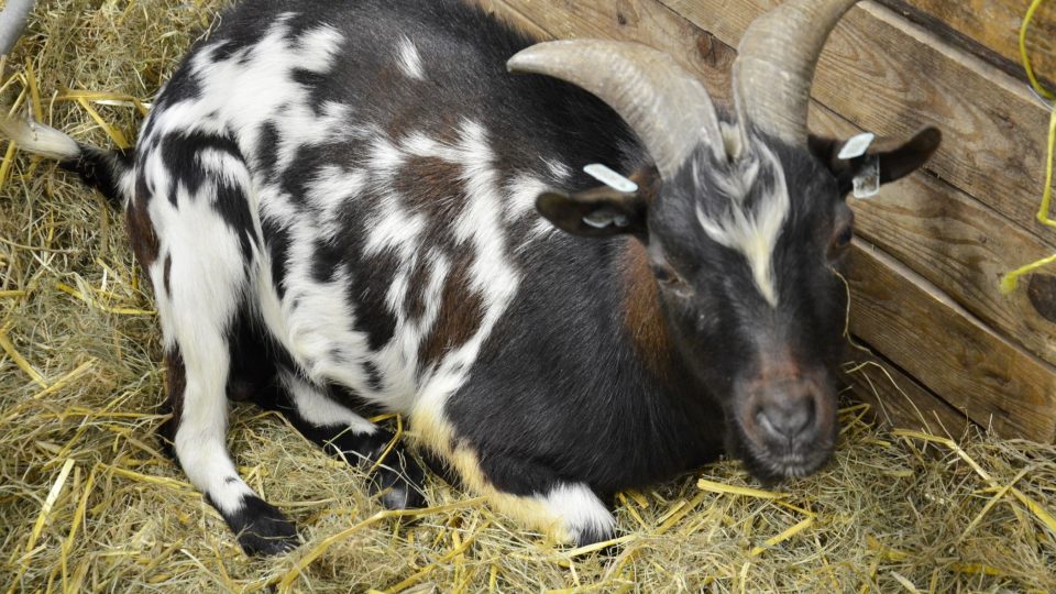Zakrslá koza, kombinované plemeno vyšlechtěné v Holandsku