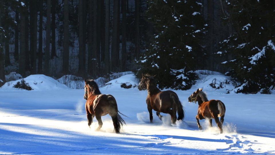 Šumava