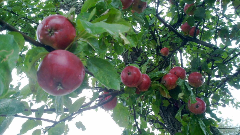 Pokud si ovoce od silnice pořádně umyjete, žádná zákeřná zdravotní rizika nehrozí