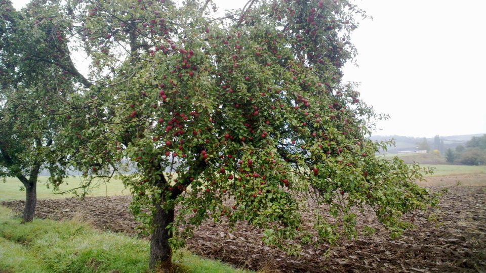 Zastavit na krajnici a utrhnout si pár jablek není problém