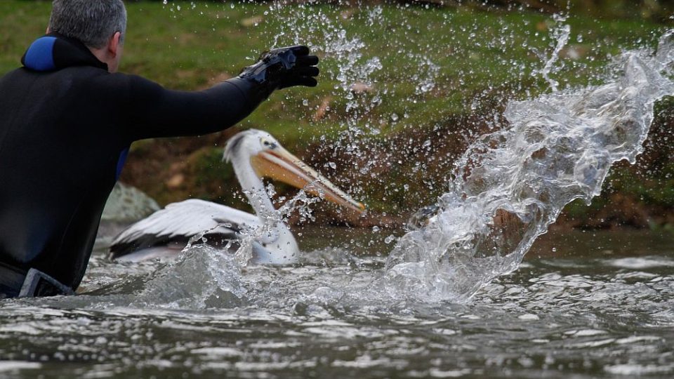 Odchyt pelikánů v ZOO Dvůr Králové nad Labem