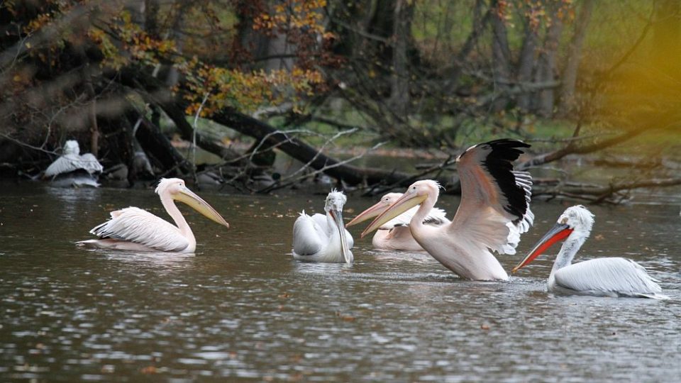 Odchyt pelikánů v ZOO Dvůr Králové nad Labem