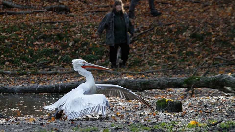 Odchyt pelikánů v ZOO Dvůr Králové nad Labem