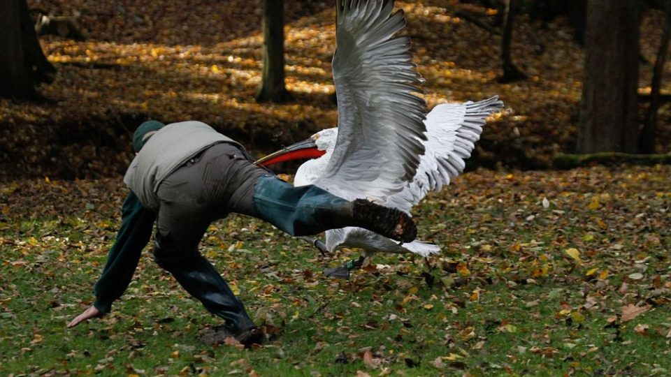 Odchyt pelikánů v ZOO Dvůr Králové nad Labem