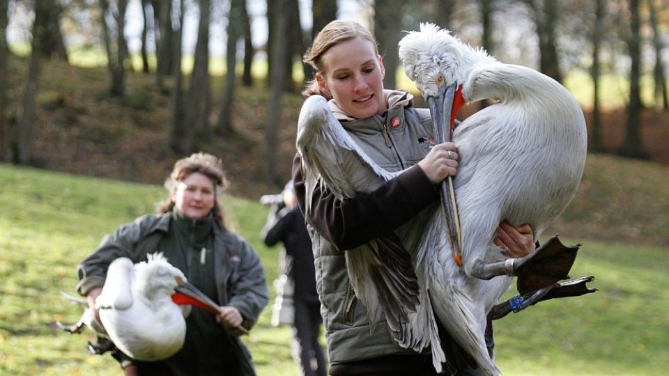 Odchyt pelikánů v ZOO Dvůr Králové nad Labem