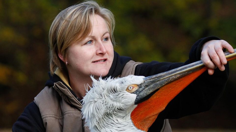 Odchyt pelikánů v ZOO Dvůr Králové nad Labem