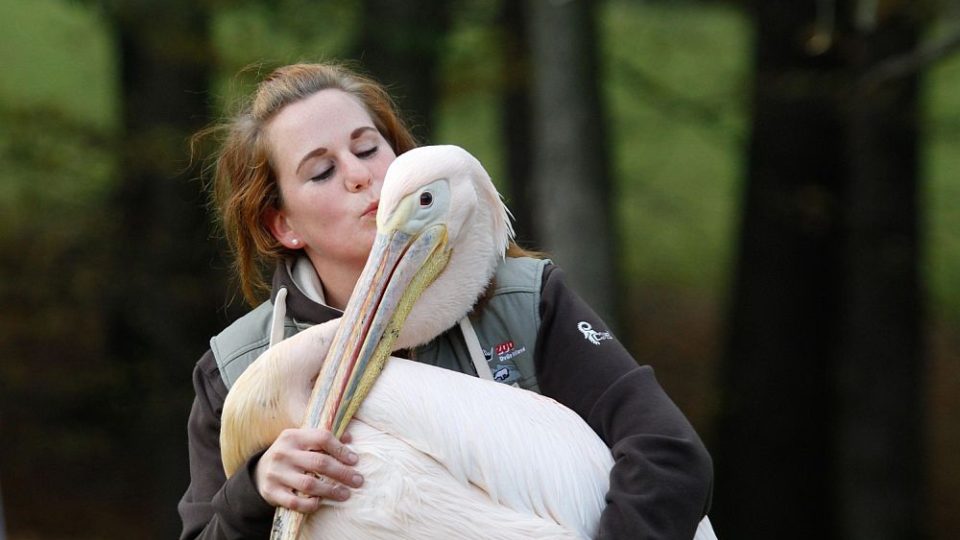 Odchyt pelikánů v ZOO Dvůr Králové nad Labem