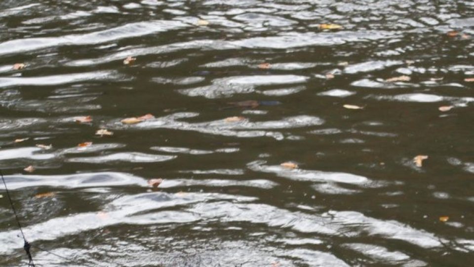 Odchyt pelikánů v ZOO Dvůr Králové nad Labem