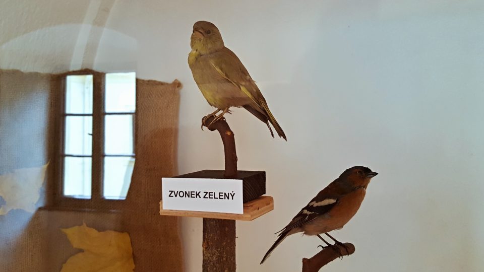 Foto z výstavy „To koukáte Tachováci, jaký tady žijou ptáci“