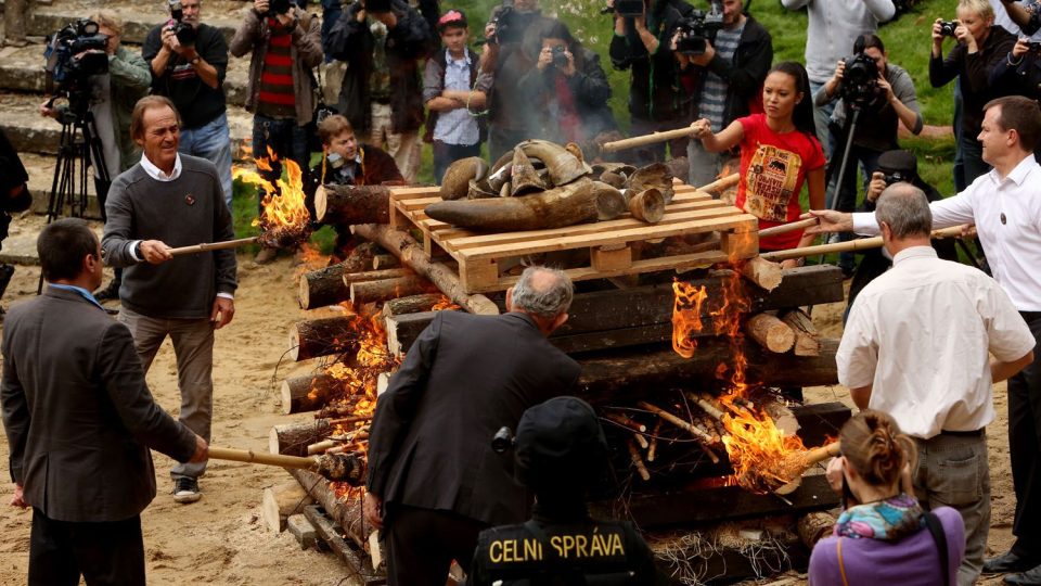 Pálení rohoviny v Zoo Dvůr Králové nad Labem