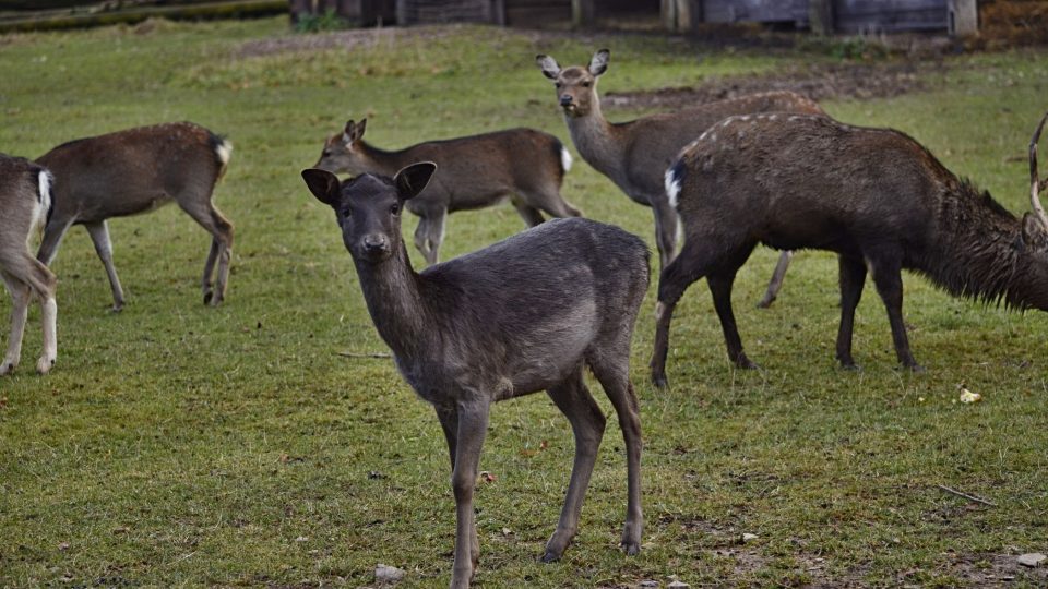 Farmář Svatopluk Fröde začal v Martínkovicích začátkem devadesátých let chovat nejprve daňky