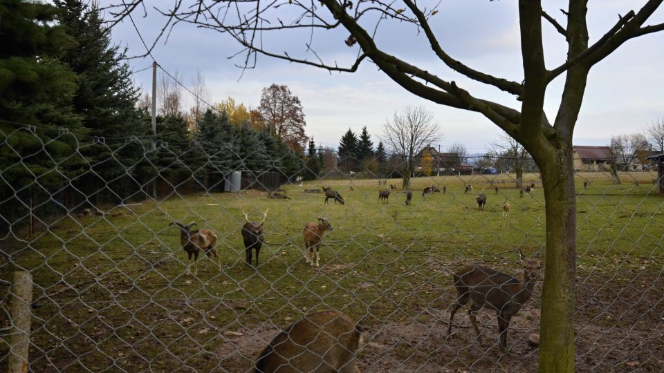 Daňci, jeleni sika, mufloni i vzácný jelenec viržinský žijí na farmě v Martínkovicích