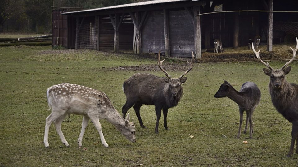 Jeleni a daňci