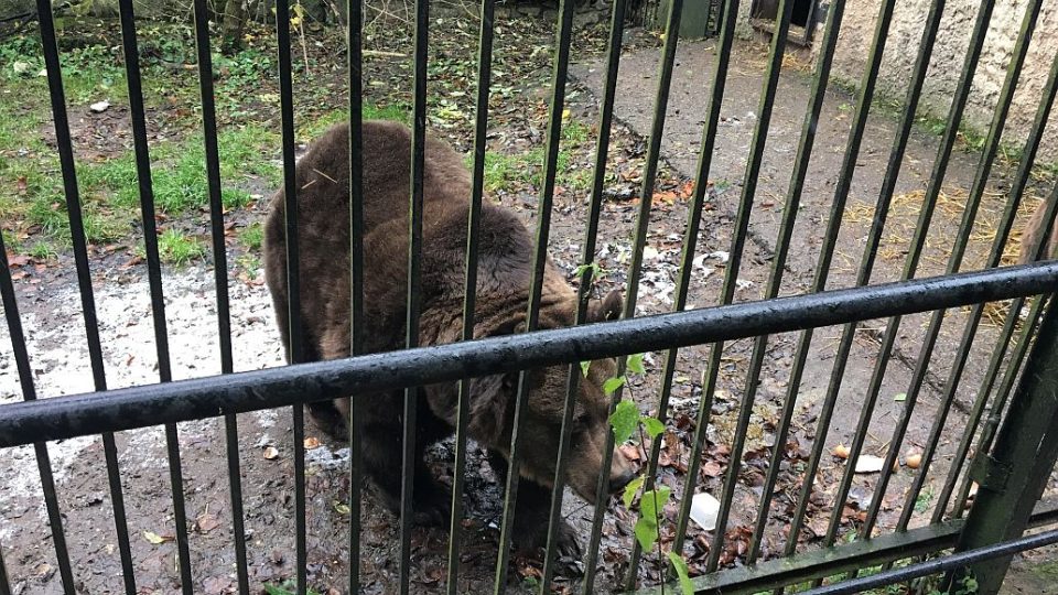 Medvěd Ludvík z náchodského zámku má zdravotní problémy. Pomohou mu odborníci?