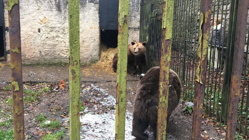 Medvěd Ludvík z náchodského zámku má zdravotní problémy. Pomohou mu odborníci?