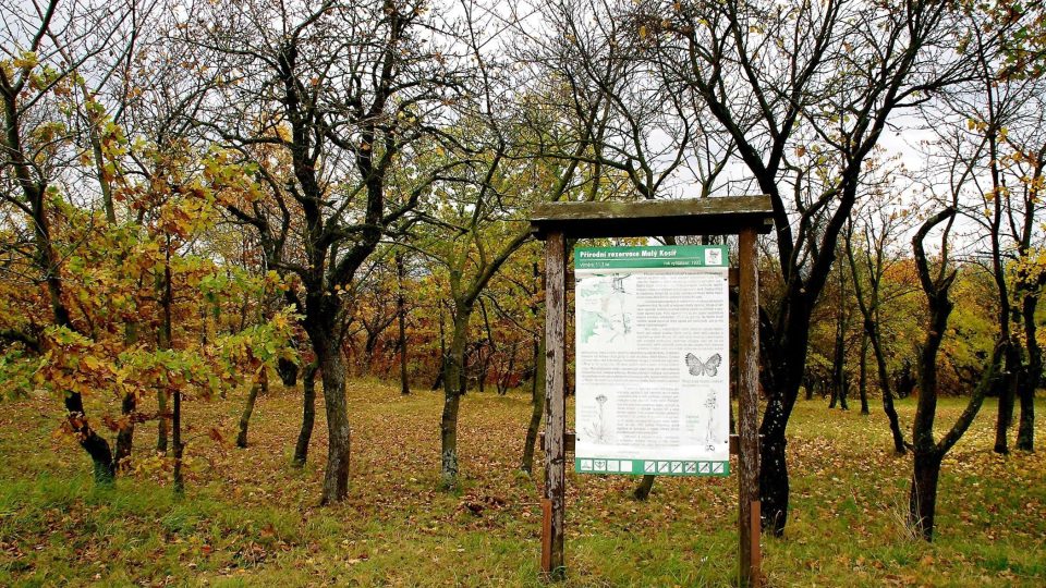 Motýli, byliny, hmyz i významné dřeviny zdobí zdejší rezervaci