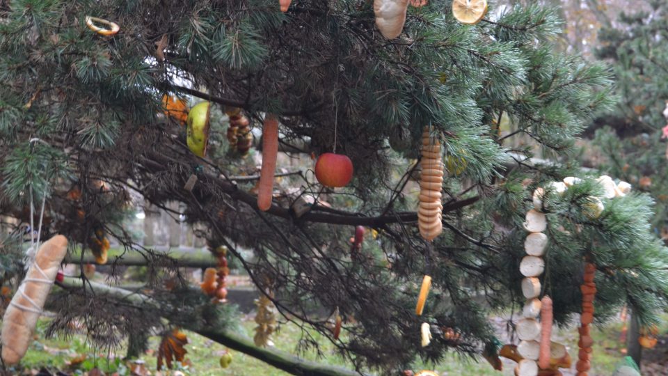 Ozdoby na vánočních stromcích v chomutovském zooparku jsou nachystány jako pamlsky pro zvířatalu 