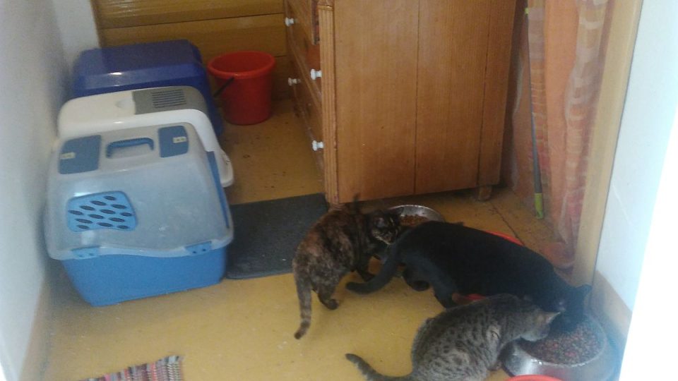 Kočičí máma Renata Hübnerová dává šanci opuštěným zvířatům