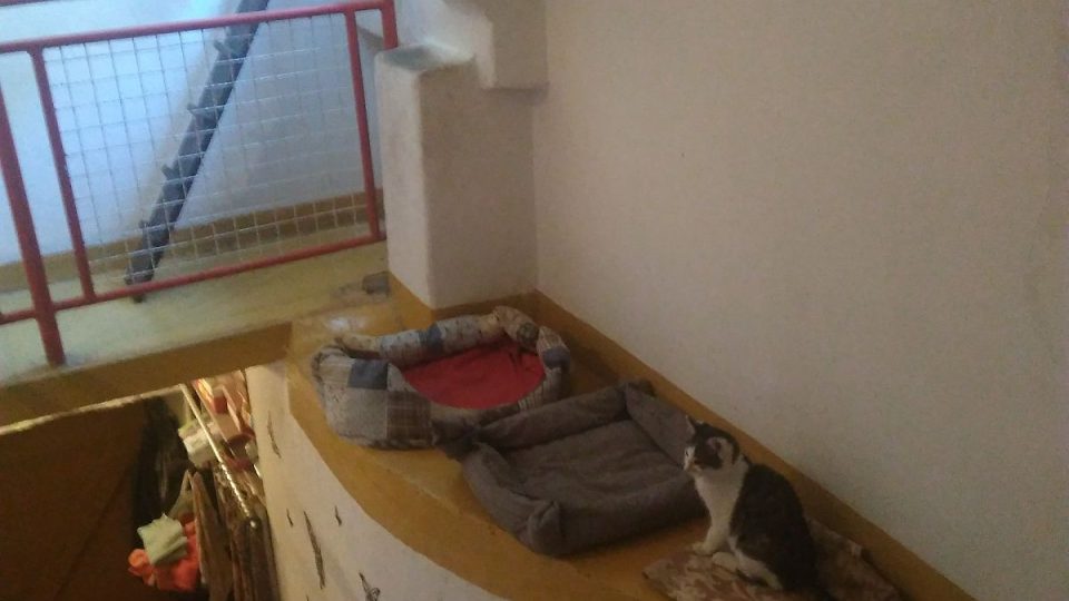 Kočičí máma Renata Hübnerová dává šanci opuštěným zvířatům