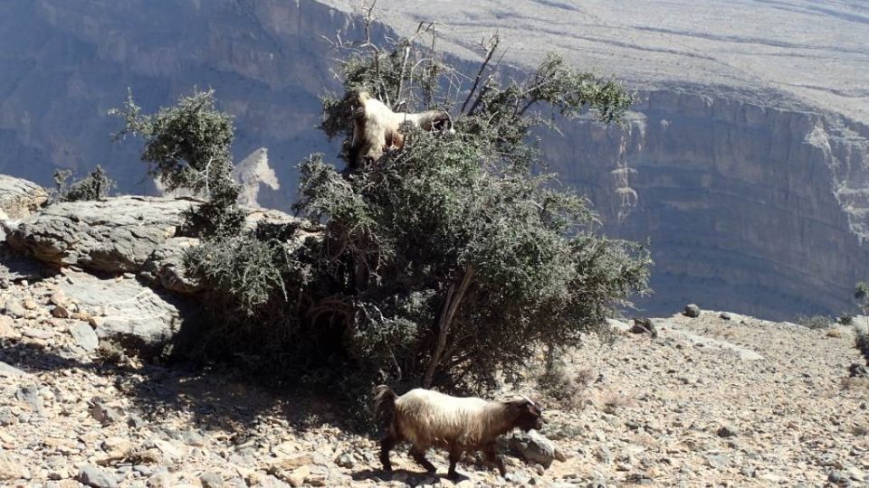 Hory v Ománu jsou skalnaté a vyprahlé, jen tu a tam roste nějaká akácie, kterou okusují místní kozy