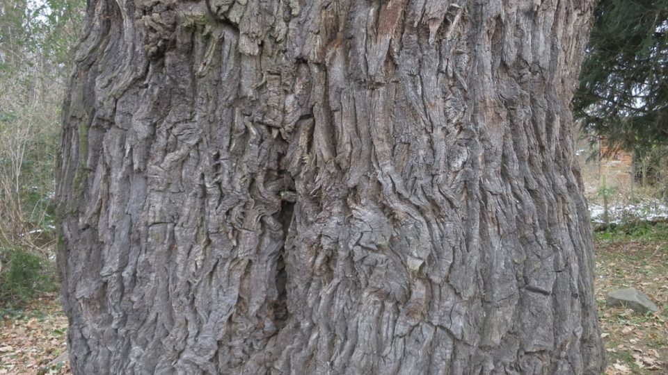 Statný dub roste kousek od Mnichovic, takže výlet můžete spojit s návštěvou Ladových rodných Hrusic