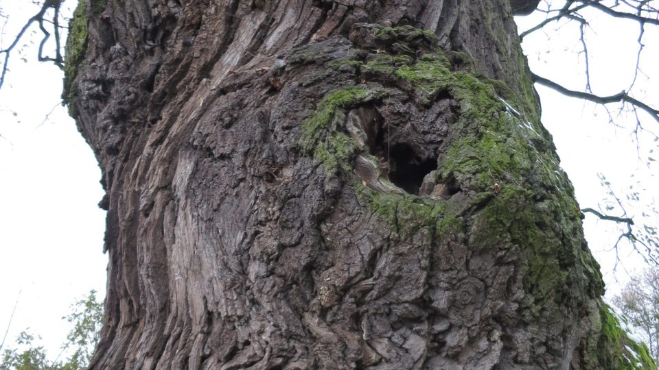 Obvod kmene je sedm metrů a jedná se tak o jeden z nejstarších a největších stromů ve středních Čechách
